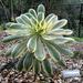 Aeonium Sunburst
